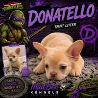 Donatello, a male French Bulldog for sale in Fayetteville, NC – 1 of 10