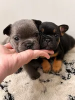 Trixie, a female French Bulldog for sale in Fayetteville, NC – 2 of 2