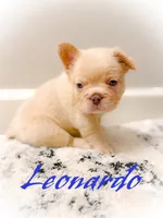 Leonardo, a male French Bulldog for sale in Fayetteville, NC – 4 of 10