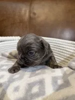 Rafael, a male French Bulldog for sale in Fayetteville, NC – 7 of 8