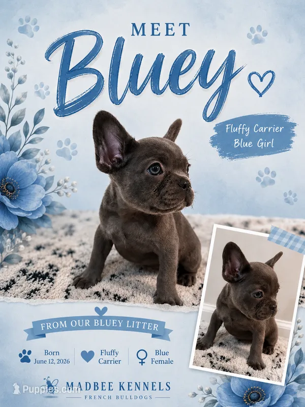 Bluey  – French Bulldog puppy for sale in Fayetteville, NC