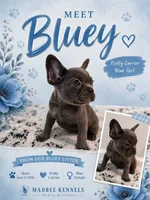 Bluey , a female French Bulldog for sale in Fayetteville, NC – 1 of 7