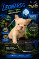 Leonardo, a male French Bulldog for sale in Fayetteville, NC – 1 of 10