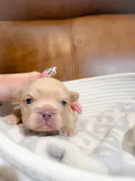 Donatello, a male French Bulldog for sale in Fayetteville, NC – 4 of 6