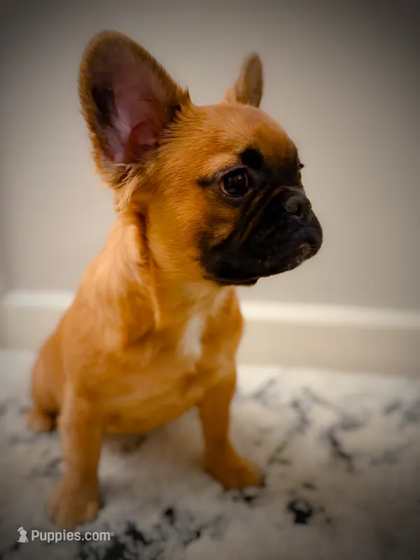 Chewy (fluffy) – French Bulldog puppy for sale in Fayetteville, NC