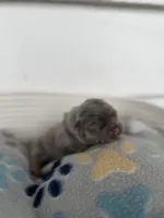 Karai, a female French Bulldog for sale in Fayetteville, NC – 2 of 4