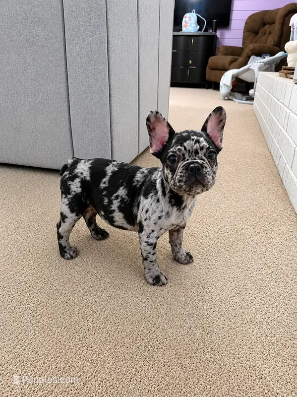 Hiccup (fluffy carrier) – French Bulldog puppy for sale in Fayetteville, NC