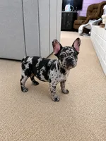 Hiccup (fluffy carrier), a male French Bulldog for sale in Fayetteville, NC – 1 of 10
