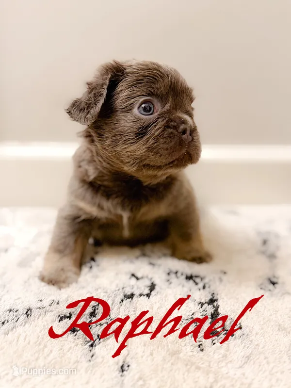Rafael – French Bulldog puppy for sale in Fayetteville, NC