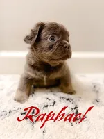 Rafael, a male French Bulldog for sale in Fayetteville, NC – 3 of 8