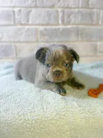 April O’Neill , a female French Bulldog for sale in Fayetteville, NC – 3 of 8