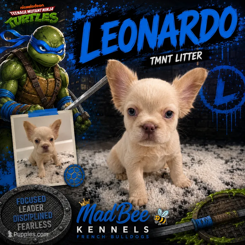 Leonardo – French Bulldog puppy for sale in Fayetteville, NC