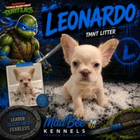 Leonardo, a male French Bulldog for sale in Fayetteville, NC – 4 of 10