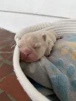 Leonardo, a male French Bulldog for sale in Fayetteville, NC – 3 of 5