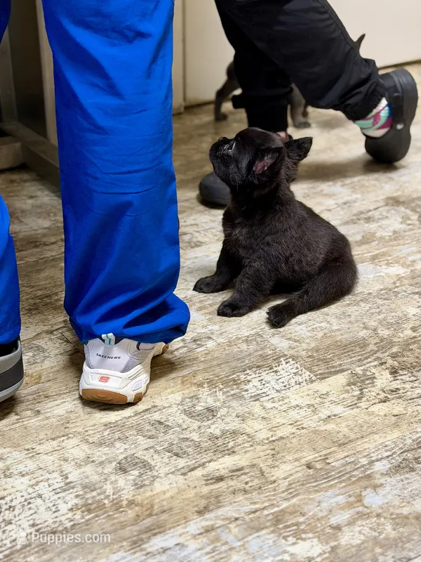Chloe – French Bulldog puppy for sale in Fayetteville, NC
