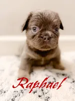 Rafael, a male French Bulldog for sale in Fayetteville, NC – 4 of 8
