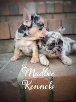 Agapi, a female French Bulldog for sale in Fayetteville, NC – Photo 9 of 10