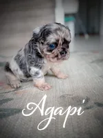 Agapi, a female French Bulldog for sale in Fayetteville, NC – Photo 2 of 10