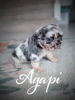 Agapi, a female French Bulldog for sale in Fayetteville, NC – Photo 3 of 10