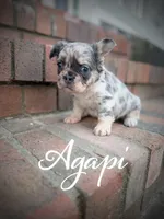 Agapi, a female French Bulldog for sale in Fayetteville, NC – Photo 10 of 10