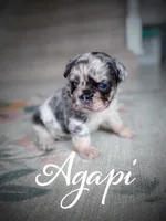 Agapi, a female French Bulldog for sale in Fayetteville, NC – Photo 4 of 10