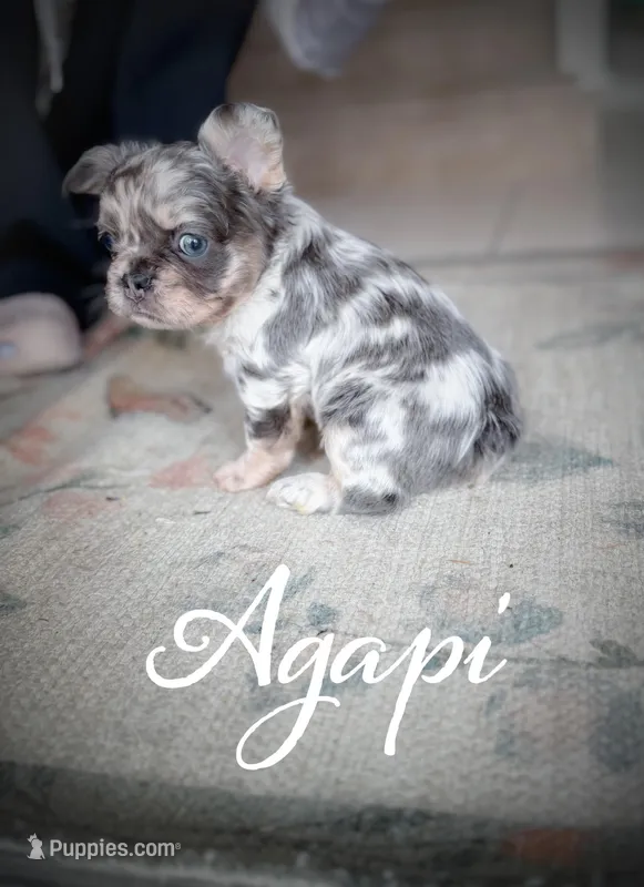 Agapi – French Bulldog puppy for sale in Fayetteville, NC