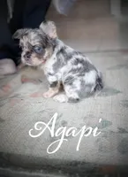 Agapi, a female French Bulldog for sale in Fayetteville, NC – Photo 1 of 10