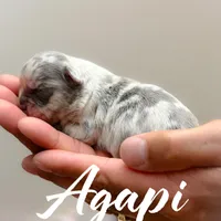 Agapi, a female French Bulldog for sale in Fayetteville, NC – Photo 7 of 10