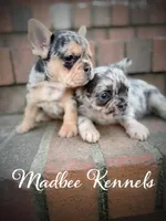 Agapi, a female French Bulldog for sale in Fayetteville, NC – Photo 8 of 10