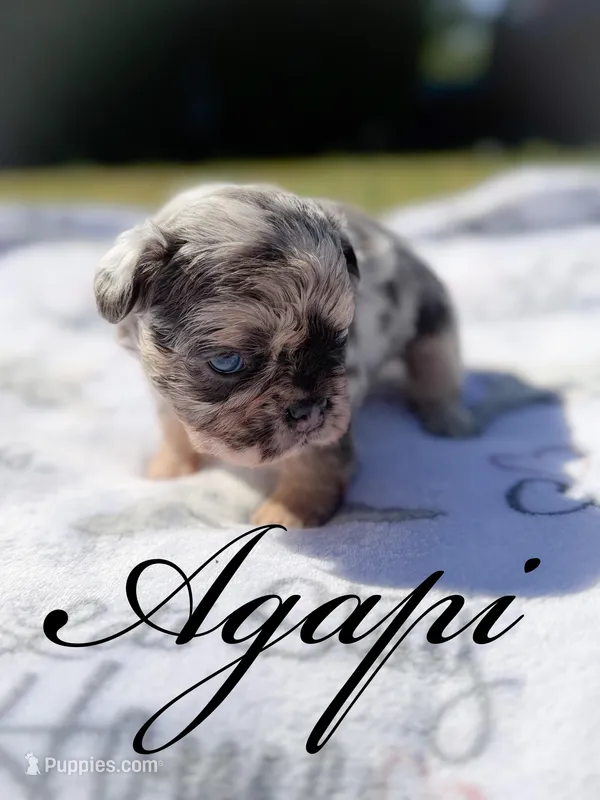Agapi – French Bulldog puppy for sale in Fayetteville, NC