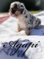 Agapi, a female French Bulldog for sale in Fayetteville, NC – Photo 6 of 10