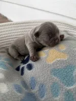 Rafael, a male French Bulldog for sale in Fayetteville, NC – 6 of 6
