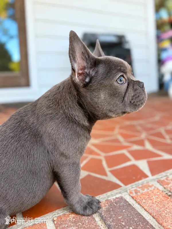 Bluey  – French Bulldog puppy for sale in Fayetteville, NC