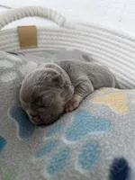 Karai, a female French Bulldog for sale in Fayetteville, NC – 3 of 4