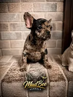 Hiccup (fluffy carrier), a male French Bulldog for sale in Fayetteville, NC – 2 of 10