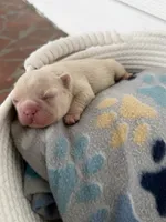 Leonardo, a male French Bulldog for sale in Fayetteville, NC – 5 of 5