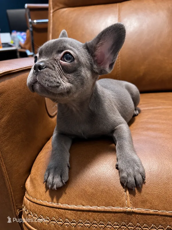 Bluey  – French Bulldog puppy for sale in Fayetteville, NC