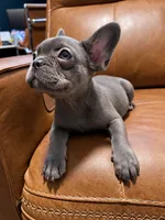 Bluey , a female French Bulldog for sale in Fayetteville, NC – 1 of 10