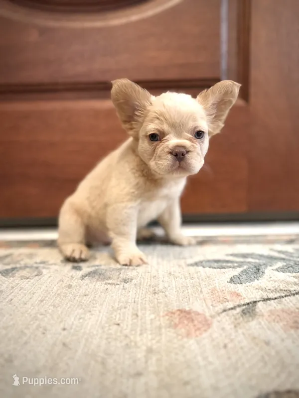 Leonardo – French Bulldog puppy for sale in Fayetteville, NC