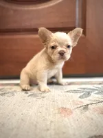 Leonardo, a male French Bulldog for sale in Fayetteville, NC – 3 of 10