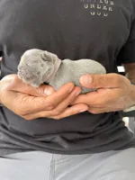 April O’Neill , a female French Bulldog for sale in Fayetteville, NC – 6 of 7