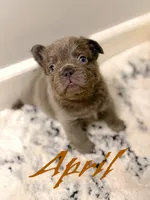 April O’Neill , a female French Bulldog for sale in Fayetteville, NC – 6 of 8