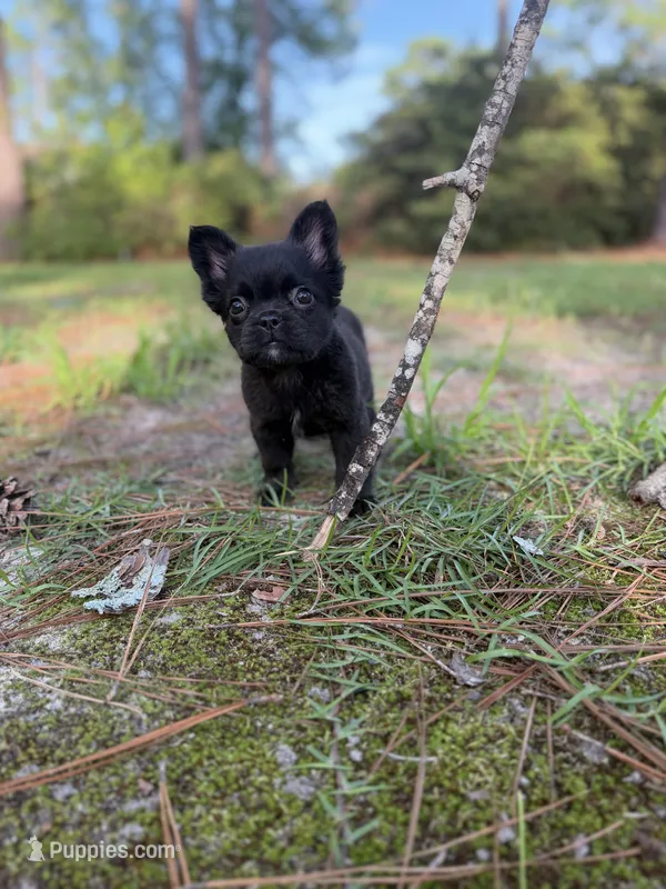 Chloe – French Bulldog puppy for sale in Fayetteville, NC