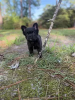 Chloe, a female French Bulldog for sale in Fayetteville, NC – 2 of 9