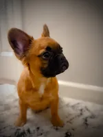 Chewy (fluffy), a female French Bulldog for sale in Fayetteville, NC – 2 of 10