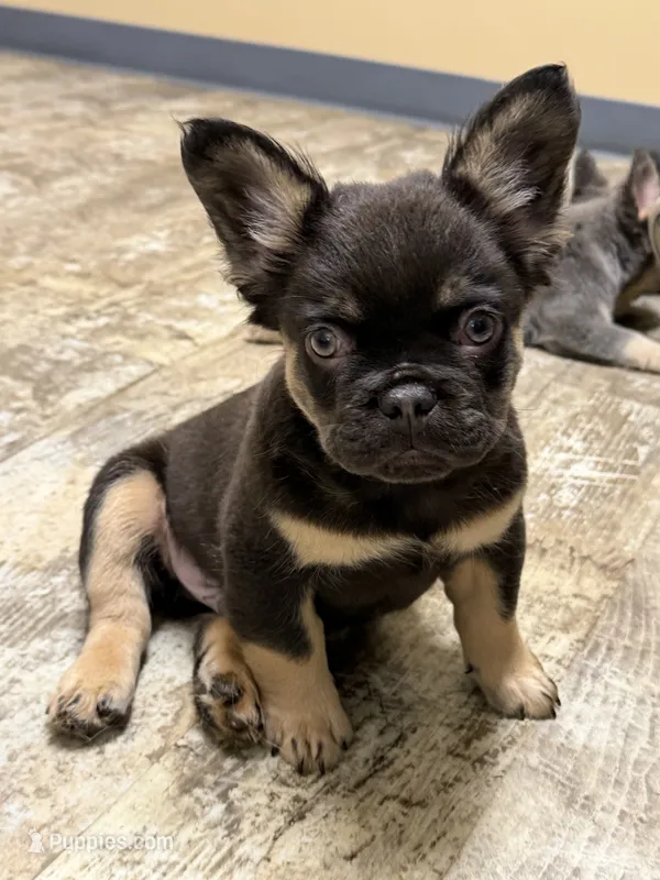Michelangelo – French Bulldog puppy for sale in Fayetteville, NC