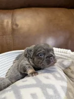 Karai, a female French Bulldog for sale in Fayetteville, NC – 7 of 9