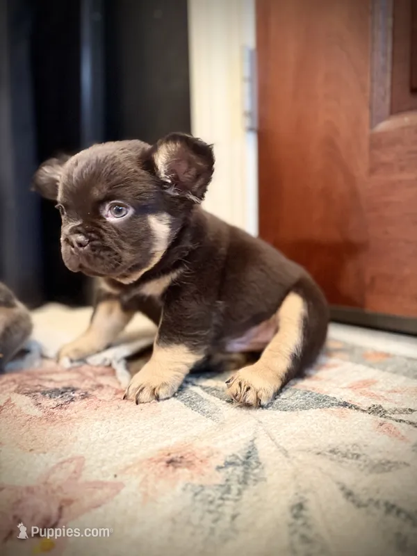 Michelangelo – French Bulldog puppy for sale in Fayetteville, NC