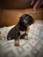 Michelangelo, a male French Bulldog for sale in Fayetteville, NC – 6 of 7