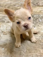 Leonardo, a male French Bulldog for sale in Fayetteville, NC – 1 of 10